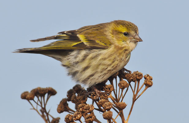 ERLENZEISIG, SISKIN, CARDUELIS SPINUS