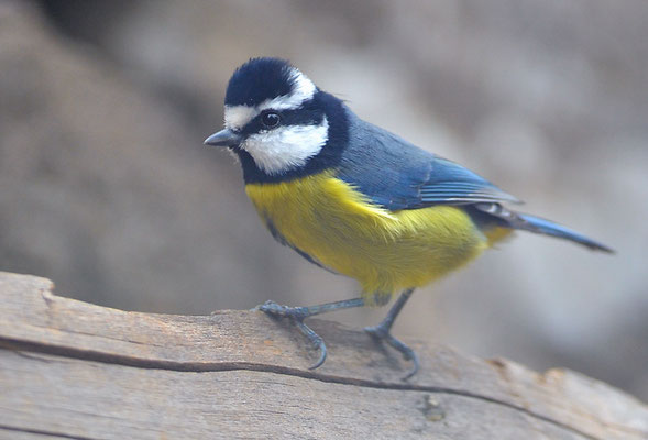 TENERIFFAMEISE, CANARY ISLANDS TIT, PARUS TENERIFFAE