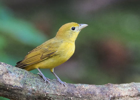 SOMMERTANGARE, SUMMER TANAGER, PIRANGA RUBRA