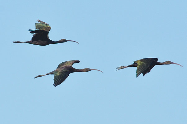 BRAUNER SICHLER, GLOSSY IBIS, PLEGADIS FALCINELLUS