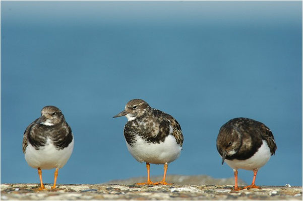 STEINWÄLZER, RUDDY TURNSTONE, ARENARIA INTERPRES