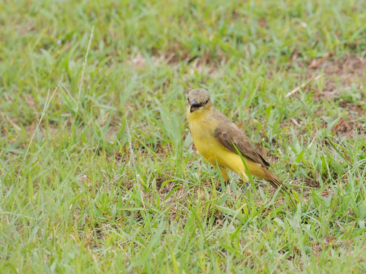 Graslandtyrann, Cattle tyrant - Machetornis rixosa