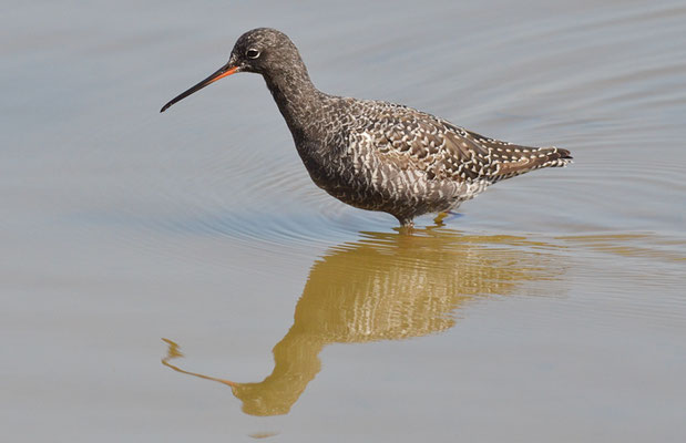 DUNKLER WASSERLÄUFER, SPOTTED REDSHANK, TRINGA ERYTHROPUS