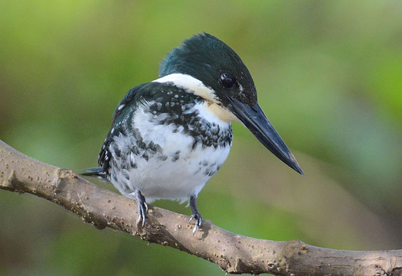 GRÜNFISCHER, GREEN KINGFISHER, CHLOROCERYLE AMERICANA