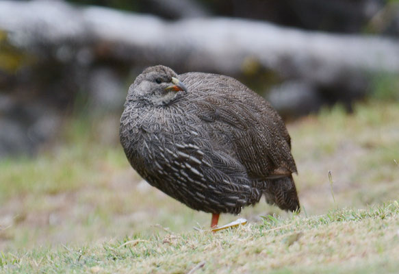 KAP-FRANKOLIN, CAPE SPURFOWL, PTERNISTIS CAPENSIS