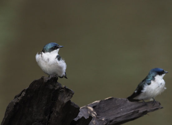 MANGROVENSCHWALBE, MANGROVE SWALLOW, TACHYCINETA ALBILINEA