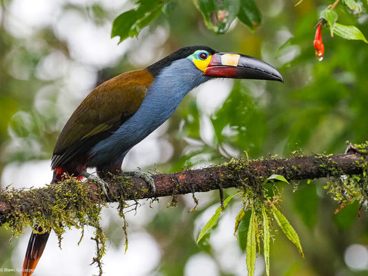 LEISTENSCHNABELTUKAN, PLATE-BILLED MOUNTAIN-TOUCAN - ANDIGENA LAMINIROSTRIS