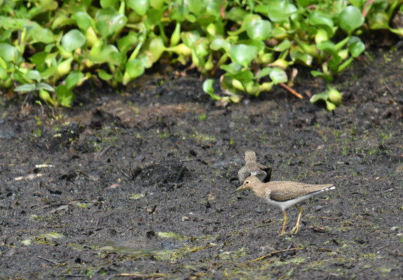 Einsamer Waldläufer, Solitary sandpiper, Tringa solitaria