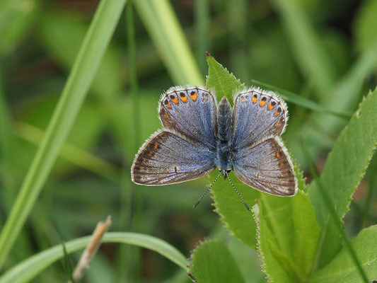 Hauhechel-Bläuling - Polyommatus icarus