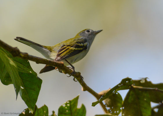 GELBSCHEITELWALDSÄNGER, CHESTNUT-SIDED WARBLER, DENDROICA PENSYLVANICA