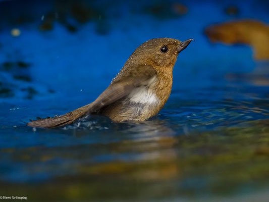SCHIEFERHAKENSCHNABEL, WHITE-SIDED FLOWERPIERCER - DIGLOSSA ALBILATERA