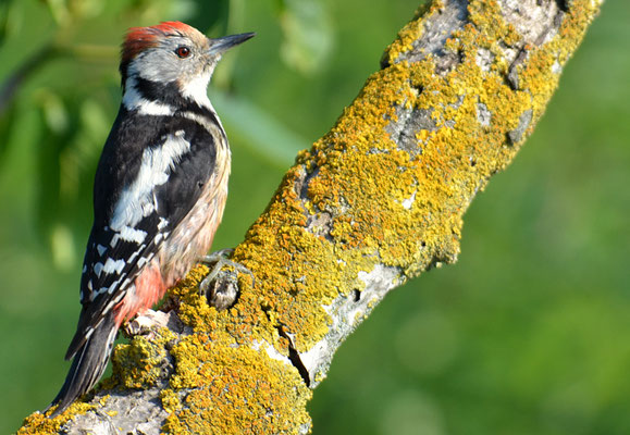 MITTELSPECHT, MIDDLE-SPOTTED WOODPECKER