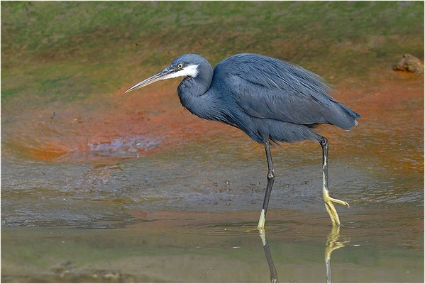 KÜSTENREIHER, WESTERNREEF HERON, EGRETTA GULARIS