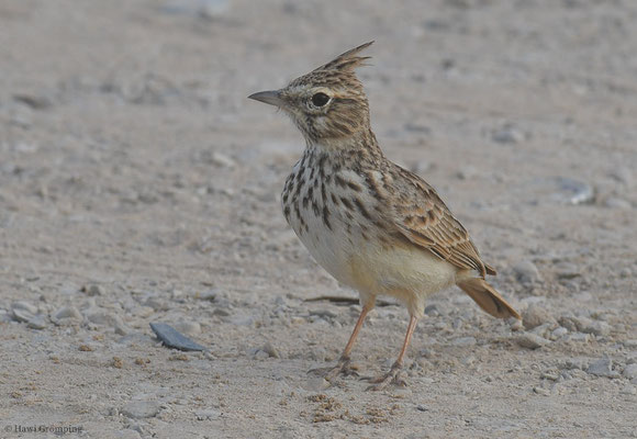 THEKLALERCHE, THEKLA LARK, GALERIDA THEKLAE