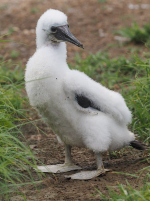 BLAUFUSSTÖLPEL, BLUE-FOOTED BOOBY - SULA NEBOUXII