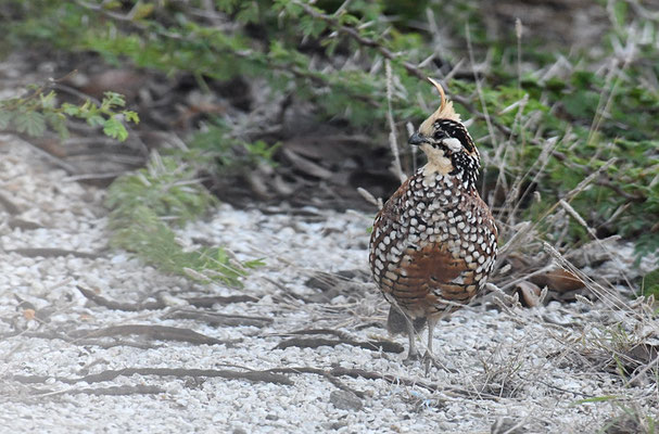 HAUBENWACHTEL, CRESTED BOBWHITE, COLINUS CRISTATUS