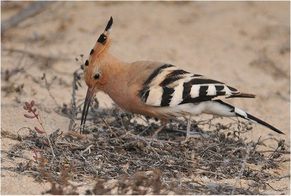 WIEDEHOPF, HOOPOE, UPUPA EPOPS