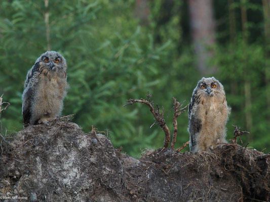 UHU, EAGLE OWL, BUBO BUBO