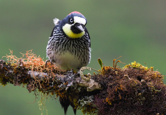 EICHELSPECHT, ACORN WOODPECKER, MELANERPES FORMICIVORUS