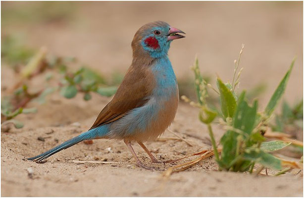 SCHMETTERLINGSFINK, RED-CHEEKED CORDON-BLEU, URAEGINTHUS BENGALUS