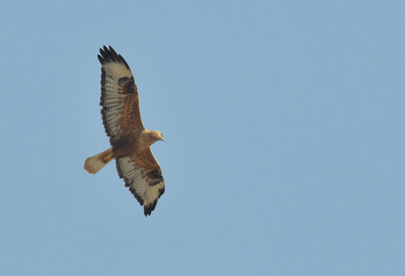 ADLERBUSSARD, LONG-LEGGED BUZZARD, BUTEO RUFINUS