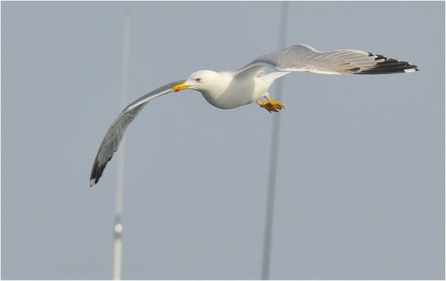 MITTELMEERMÖWE, YELLOW-LEGGED GULL, LARUS MICHAHELLIS
