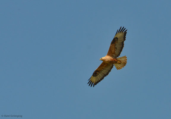 Adlerbussard, Long-legged buzzard, Buteo rufinus