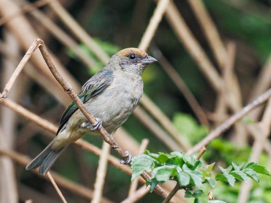 Rotscheiteltangare, Scrub Tanager - Tangara vitriolina