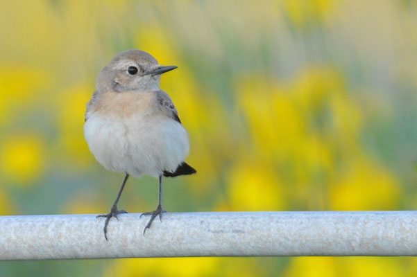 BALKANSTEINSCHMÄTZER, EASTERN BLACK-EARED WHEATEAR, OENANTHE MELANOLEUCA