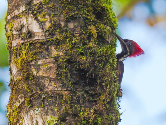 LINIENSPECHT, LINEATED WOODPECKER - DRYOCOPUS LINEATUS