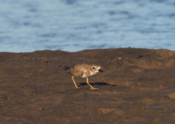 WILSON-REGENPFEIFER, WILSON´S PLOVER, CHARADRIUS WILSONIA