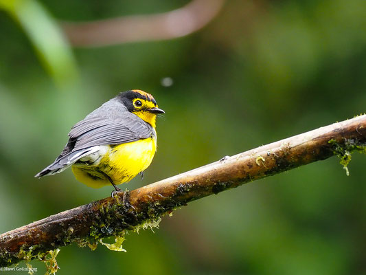 BRILLENWALDSÄNGER, SPECTACLED WHITESTART - MYIOBORUS  MELANOCEPHALUS