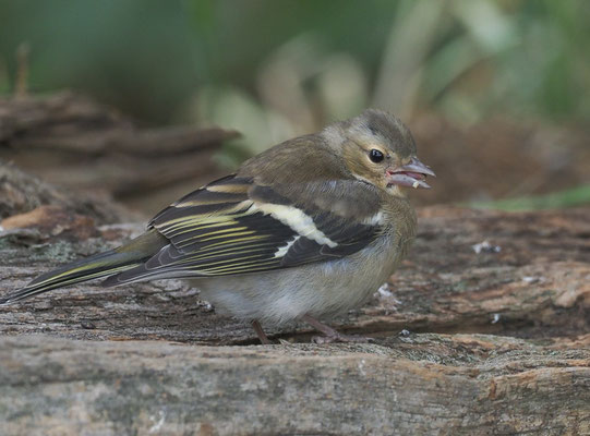 BUCHFINK, CHAFFINCH, FRINGILLA COELEBS