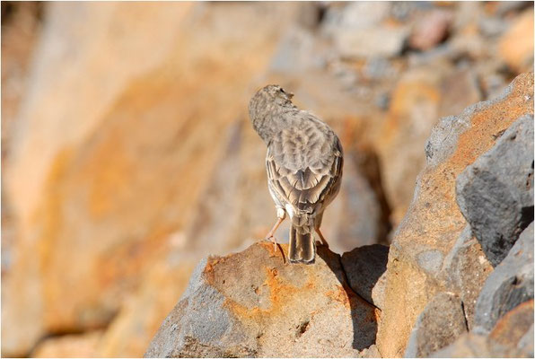 KANARENPIEPER, BERTHELOT´S PIPIT, ANTHUS BERTHELOTII