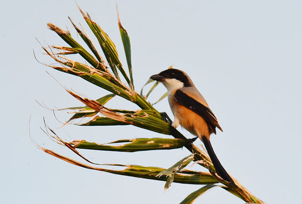 SCHACHWÜRGER, LONG-TAILED SHRIKE, LANIUS SCHACH