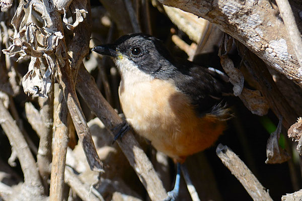 FLÖTENWÜRGER, SOUTHERN BOUBOU, LANIARIUS FERRUGINEUS