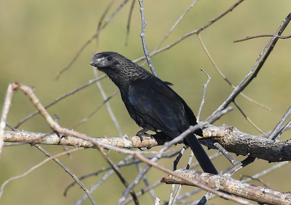 GLATTSCHNABELANI, SMOOTH-BILLED ANI, CROTOPHAGA ANI