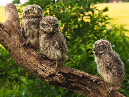 STEINKAUZ, LITTLE OWL , ATHENE NOCTUA