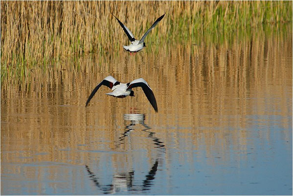 BRANDENTE, SHELDUCK, TADORNA TADORNA 