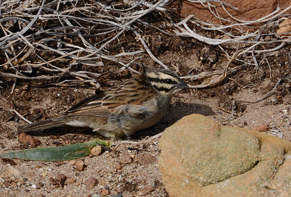 KAPAMMER, CAPE BUNTING, EMBERIZA CAPENSIS