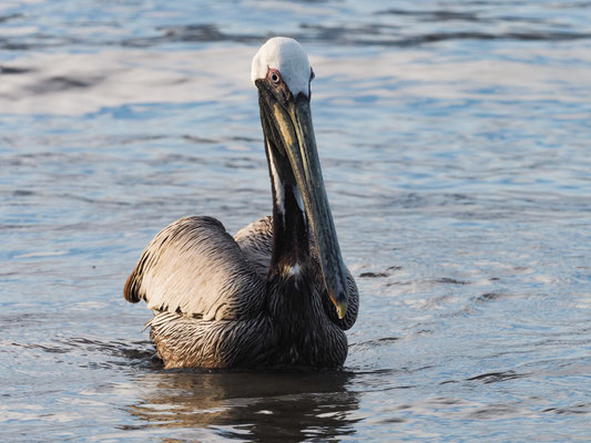 BRAUNER PELIKAN, BROWN PELICAN - PELECANUS OCCIDENTALIS