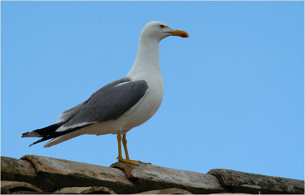 MITTELMEERMÖWE, YELLOW-LEGGED GULL, LARUS MICHAHELLIS