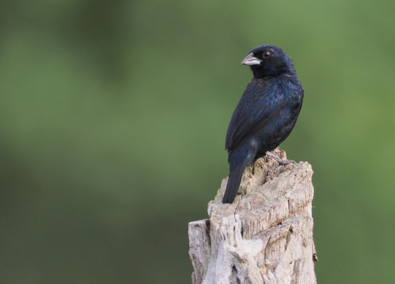 JAKARINITANGARE, BLUE-BLACK-GRASSQUIT, VOLATINIA JACARINA