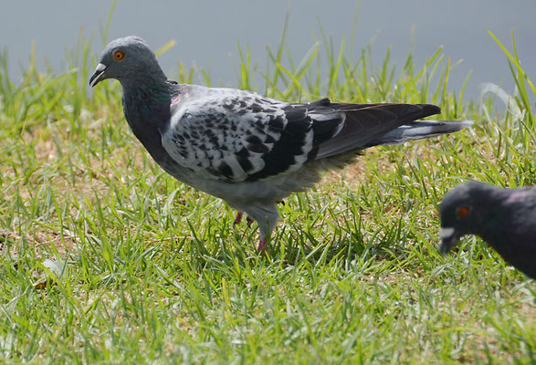 FELSENTAUBE, ROCK DOVE, COLUMBIA LIVIA