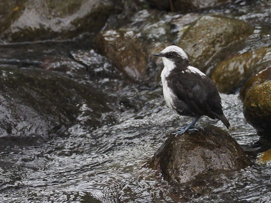 WEISSKOPF-WASSERAMSEL, WHITE-CAPPED DIPPER - CINCLUS LEUCOCEPHALUS