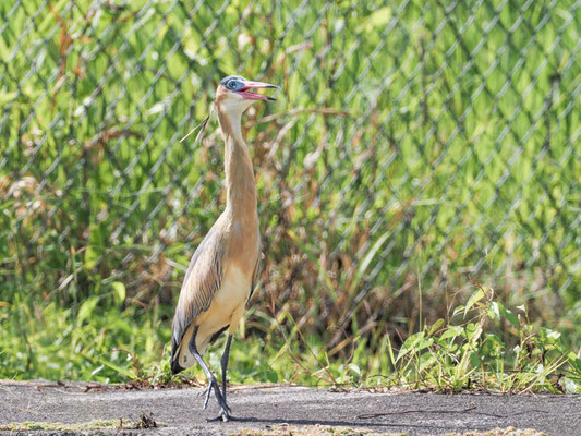 Pfeifreiher, Whistling Heron - Syrigma sibilatrix
