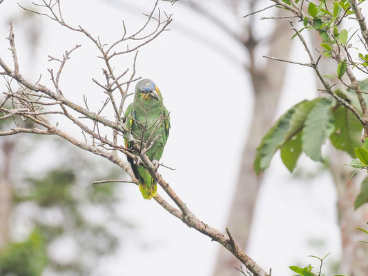 Venezuelaamazone, Orange-winged Amazon - Amazona amazonica