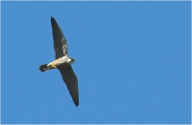 BAUMFALKE, HOBBY, FALCO SUBBUTEO