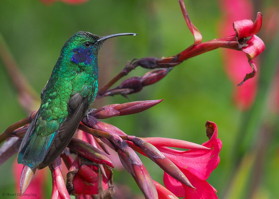 KLEINER VEILCHENOHRKOLIBRI, GREEN VIOLET-EAR, COLIBRI THALASSINUS