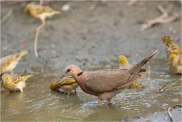 HALBMONDTAUBE, RED-EYED DOVE, STREPTOPELIA SEMITORQUATA